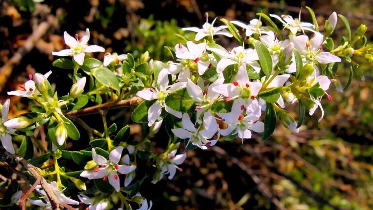 Buch bladeren in cystolax